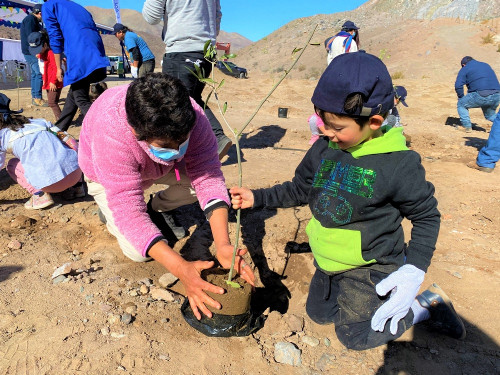 Comunidad de Incahuasi y CMP plantan 350 olivos que serán regados por planta de tratamiento de aguas