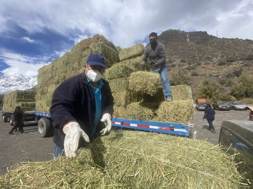 Andina entrega forraje a ganaderos de la provincia de Los Andes