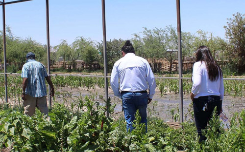 Proyecto financiado por Fondo Agrícola de Minera El Abra busca evitar ingreso de maleza a los cultivos