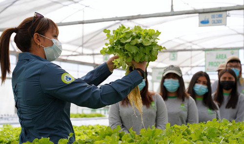 SQM presenta innovador producto para un mayor rendimiento y calidad de los cultivos