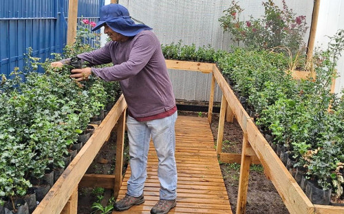 Aclara inicia programa para la revegetación del bosque nativo de preservación con foco en Naranjillos